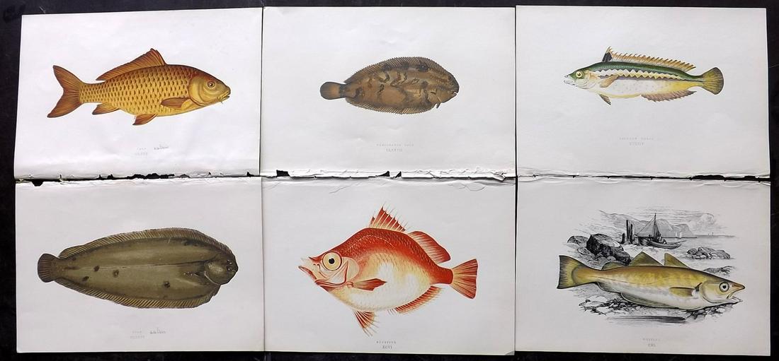 Couch, Jonathan 1877 Lot of 6 Fish Prints: Color Printed Woodblocks Published 1877, London for "A History of the Fishes of the British Islands" by Jonathan Couch. Paper Size: 9.5 x 6.5 inch (24 x 16.5cm) Good Condition