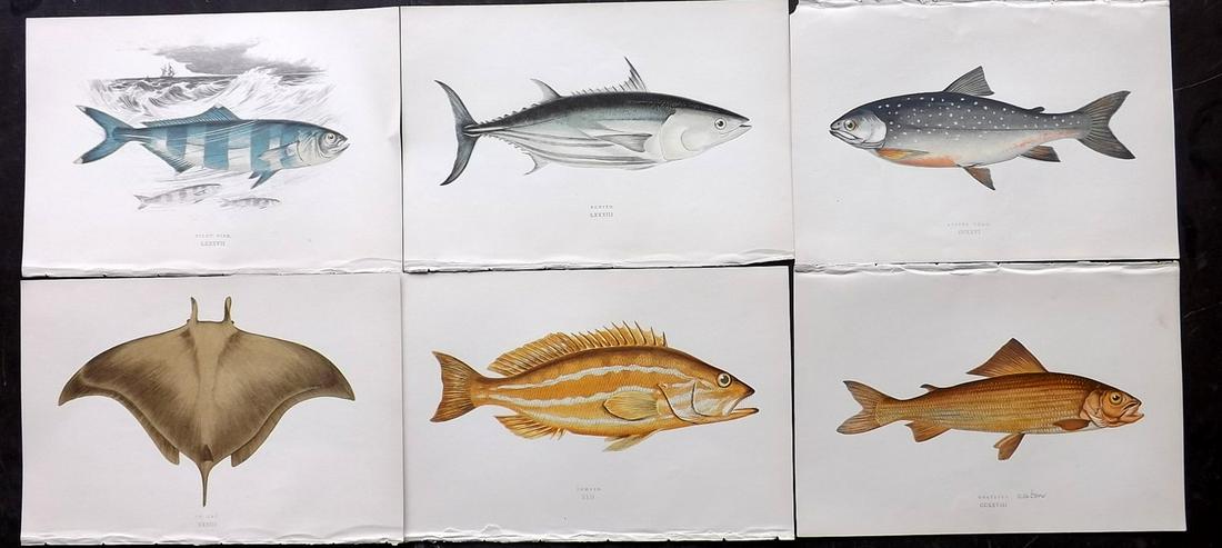 Couch, Jonathan 1877 Lot of 8 Fish Prints: Color Printed Woodblocks Published 1877, London for "A History of the Fishes of the British Islands" by Jonathan Couch. Paper Size: 9.5 x 6.5 inch (24 x 16.5cm) Good Condition