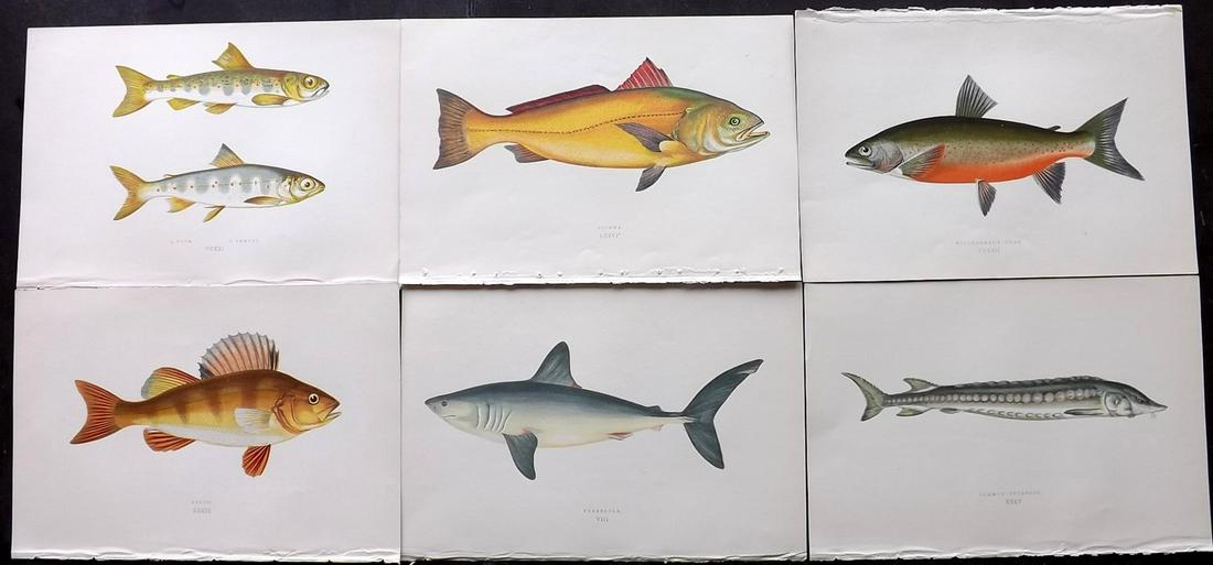 Couch, Jonathan 1877 Lot of 8 Fish Prints: Color Printed Woodblocks Published 1877, London for "A History of the Fishes of the British Islands" by Jonathan Couch. Paper Size: 9.5 x 6.5 inch (24 x 16.5cm) Good Condition