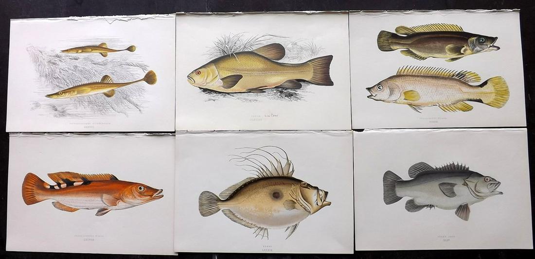 Couch, Jonathan 1877 Lot of 8 Fish Prints: Color Printed Woodblocks Published 1877, London for "A History of the Fishes of the British Islands" by Jonathan Couch. Paper Size: 9.5 x 6.5 inch (24 x 16.5cm) Good Condition