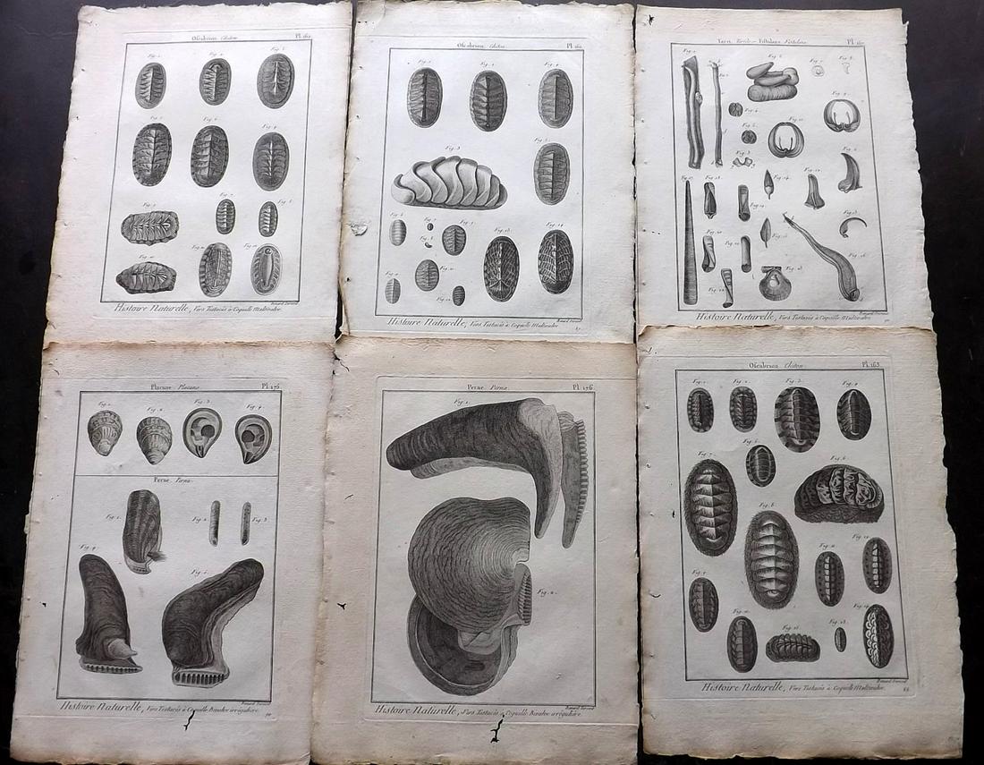 Diderot & Lamarck C1780 Lot of 10 Shell & Marine Prints (1 of 2)