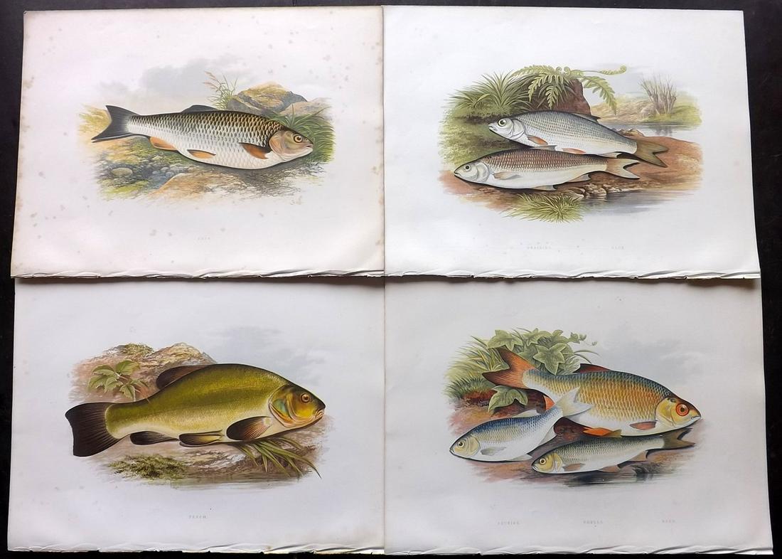 Houghton, William Lot of 4 Folio Fish Prints (1 of 2)