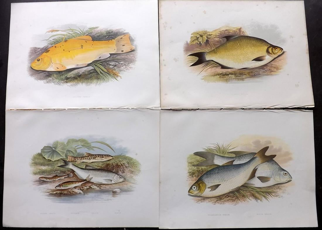 Houghton, William Lot of 4 Folio Fish Prints (1 of 2)