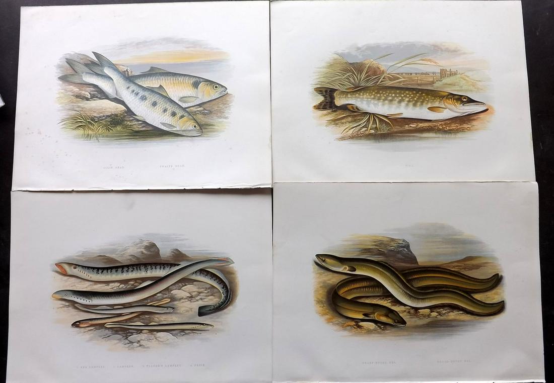 Houghton, William Lot of 4 Folio Fish Prints (1 of 2)