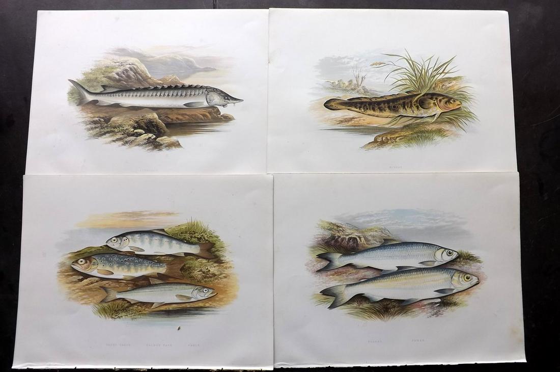 Houghton, William Lot of 4 Folio Fish Prints (1 of 2)