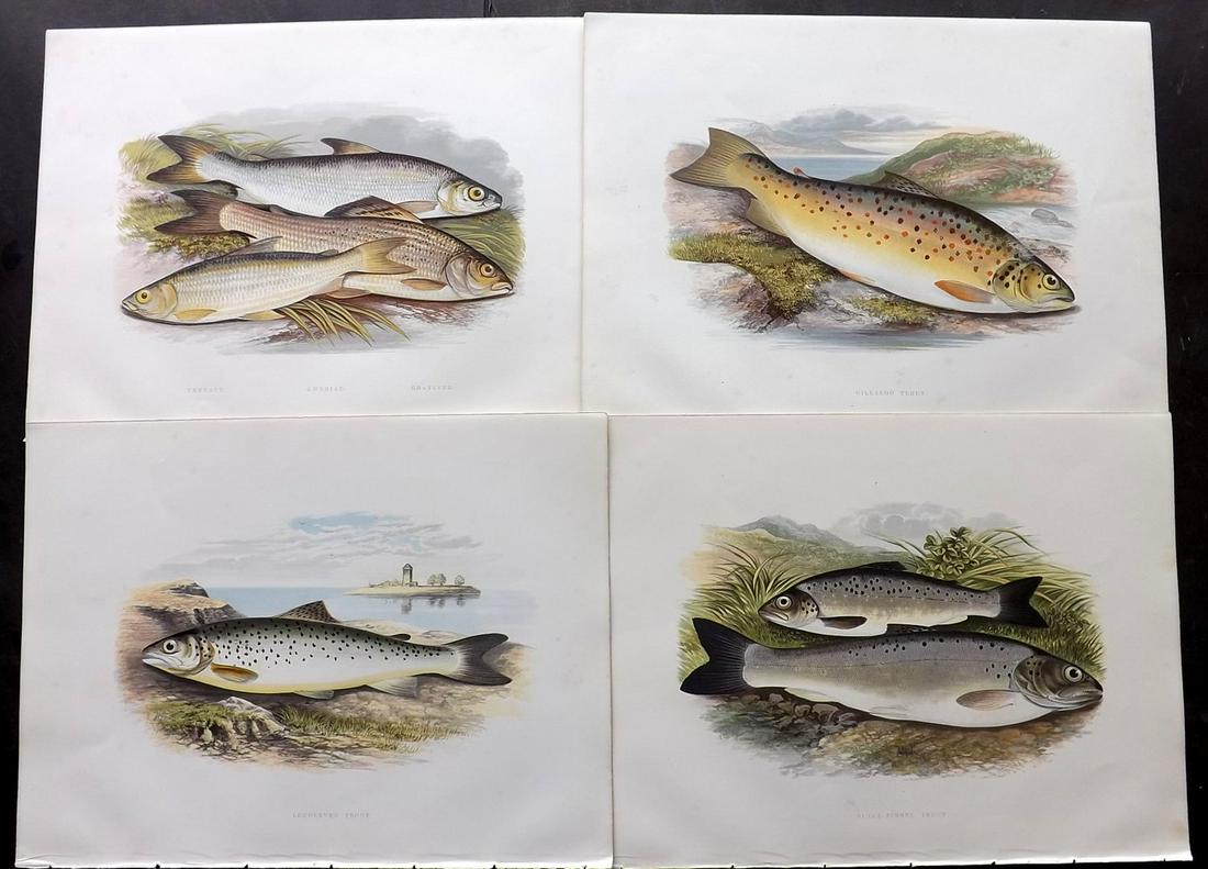 Houghton, William Lot of 4 Folio Fish Prints (1 of 2)