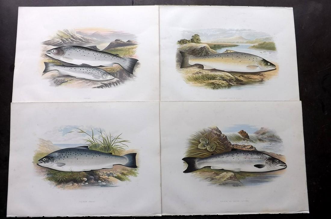 Houghton, William Lot of 4 Folio Fish Prints (1 of 2)