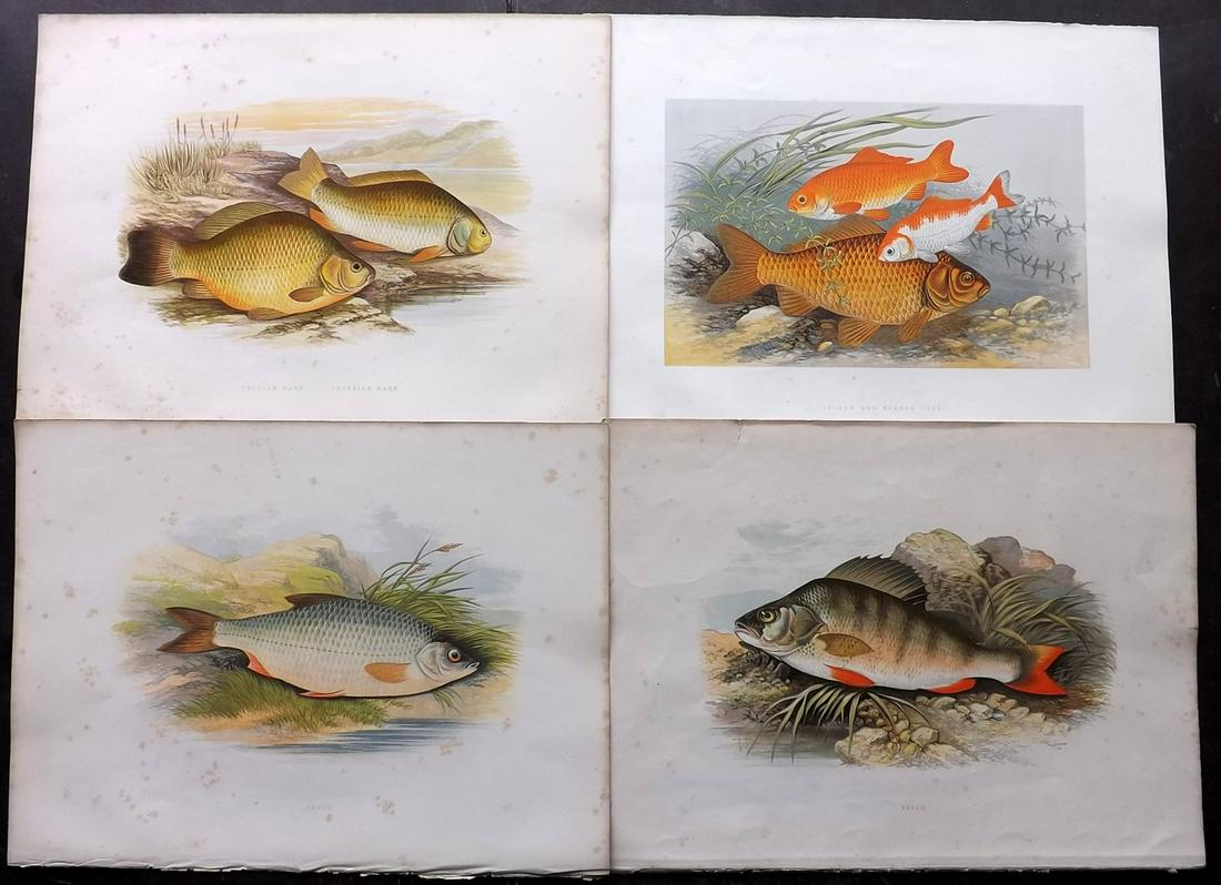 Houghton, William Lot of 5 Folio Fish Prints (1 of 2)