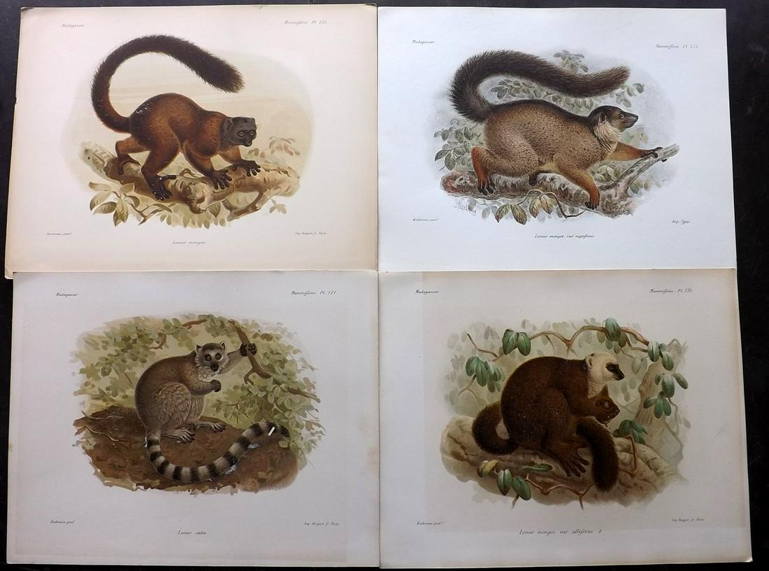 Keulemans Madagascar 1885 Lot of 4 Prints of Lemurs (1 of 2)