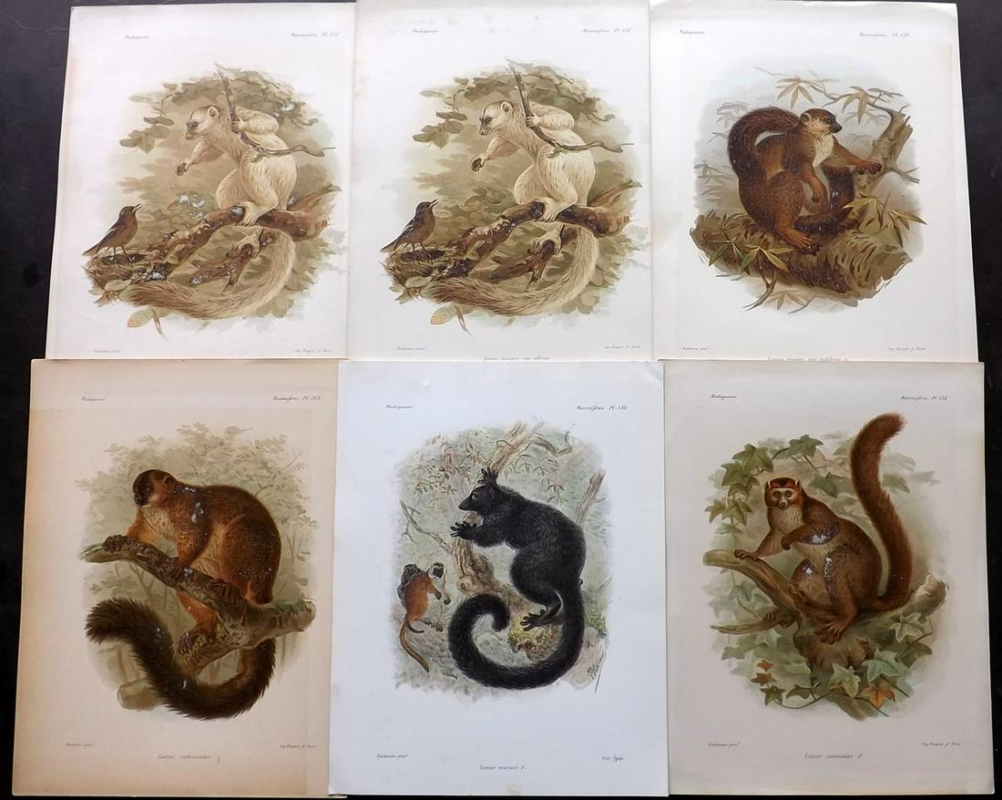 Keulemans Madagascar 1885 Lot of 6 Prints of Lemurs (1 of 2)
