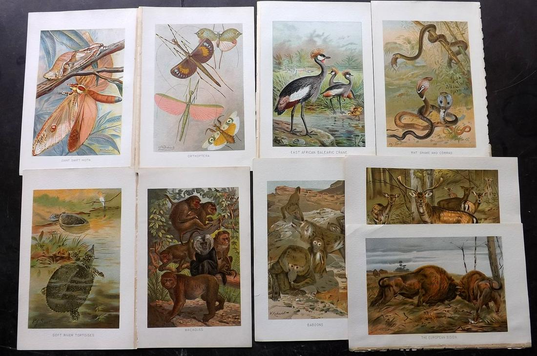 Lydekker, Richard 1895 Lot of 14 Natural History Prints: Chromolithographs Published 1894-95, London for "The Royal Natural History" by Richard Lydekker. Illustrated by Smit, Keulemans, Wolf and others. Paper Size: 10 x 6.5 inch (25 x 16.5cm) Good Condition