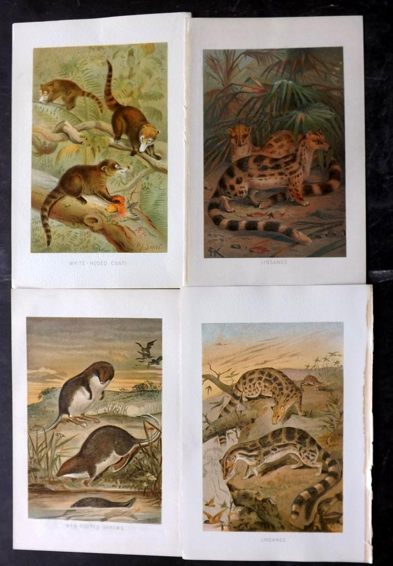 Lydekker, Richard 1895 Lot of 6 Prints. Rodents: Chromolithographs Published 1894-95, London for "The Royal Natural History" by Richard Lydekker. Illustrated by Smit, Keulemans, Wolf and others. Paper Size: 10 x 6.5 inch (25 x 16.5cm) Good Condition
