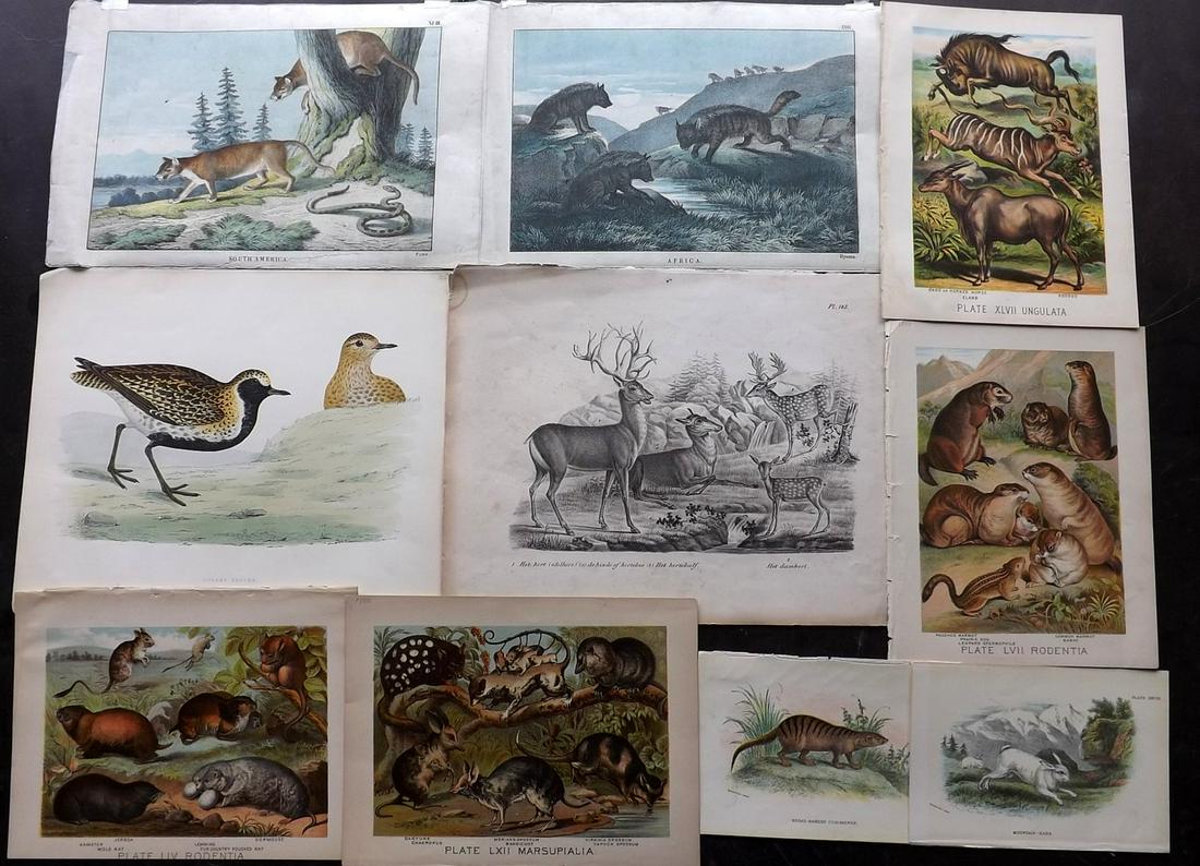 Natural History 19th Cent. Lot of 21 Antique Prints (1 of 3)