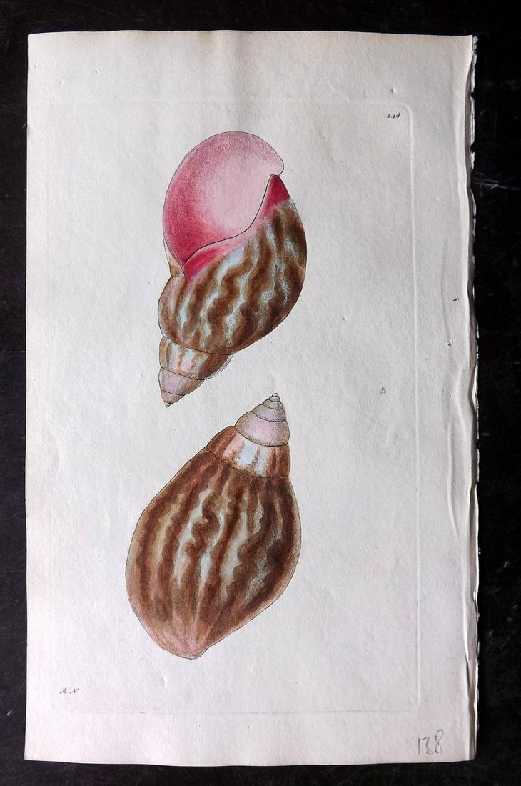 Shaw & Nodder C1800 HC Print. Bulla Achatina Shell: Plate 248 Hand Colored Copper Plate Published 1789-1813, London for "The Naturalist's Miscellany: or Coloured Figures of Natural Objects" by George Shaw and Frederick Nodder. With accompanying descrip