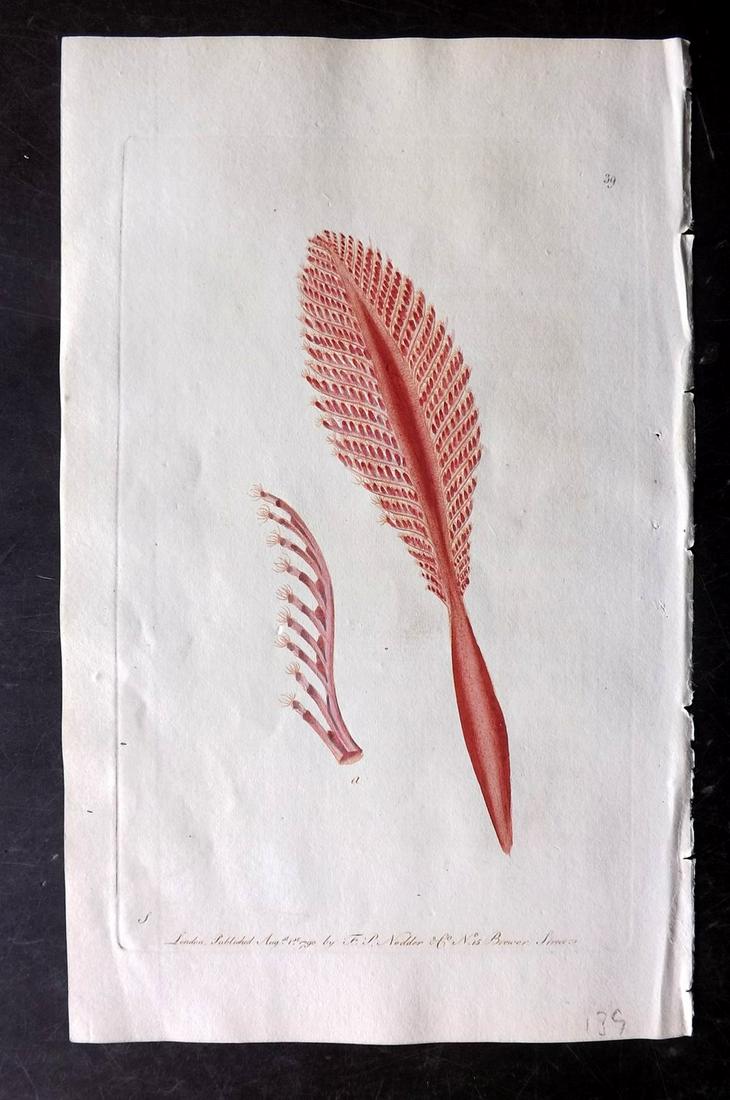 Shaw & Nodder C1800 HC Print. Common Sea Pen: Plate 39. Hand Colored Copper Plate Published 1789-1813, London for "The Naturalist's Miscellany: or Coloured Figures of Natural Objects" by George Shaw and Frederick Nodder. With accompanying descrip