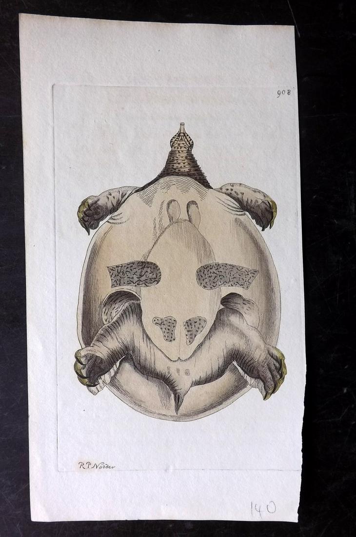 Shaw & Nodder C1800 HC Print. Nilotic Tortoise 908: Hand Colored Copper Plate Published 1789-1813, London for "The Naturalist's Miscellany: or Coloured Figures of Natural Objects" by George Shaw and Frederick Nodder. Lacking descriptive text. Paper Siz