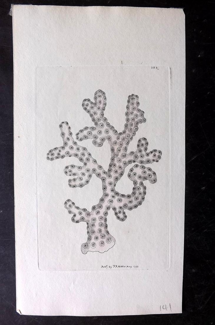 Shaw & Nodder C1800 HC Print. Rose Madrepore Coral: Plate 383. Hand Colored Copper Plate Published 1789-1813, London for "The Naturalist's Miscellany: or Coloured Figures of Natural Objects" by George Shaw and Frederick Nodder. Lacking descriptive text
