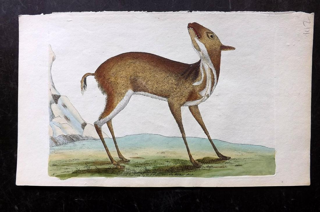 Shaw & Nodder C1800 HC Print. The Pygmy Musk. Deer (1 of 1)