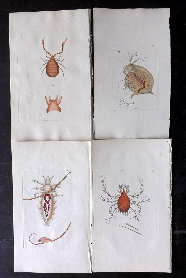 Shaw & Nodder C1800 Lot of 4 HC Prints. Insects Mites: Plates 85, 187, 208, 364. Hand Colored Copper Plates Published 1789-1813, London for "The Naturalist's Miscellany: or Coloured Figures of Natural Objects" by George Shaw and Frederick Nodder. Most Wit
