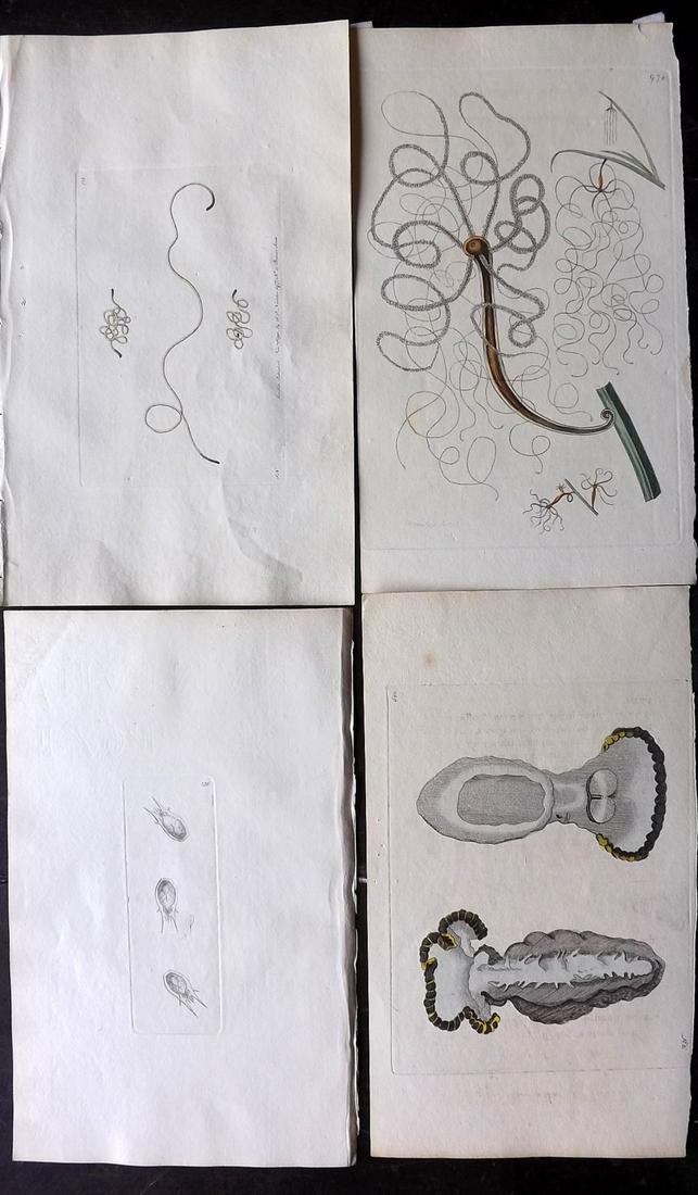 Shaw & Nodder C1800 Lot of 4 HC Prints. Sea Life: Plates 121, 236, 510, 970. Hand Colored Copper Plates Published 1789-1813, London for "The Naturalist's Miscellany: or Coloured Figures of Natural Objects" by George Shaw and Frederick Nodder. Most Wi