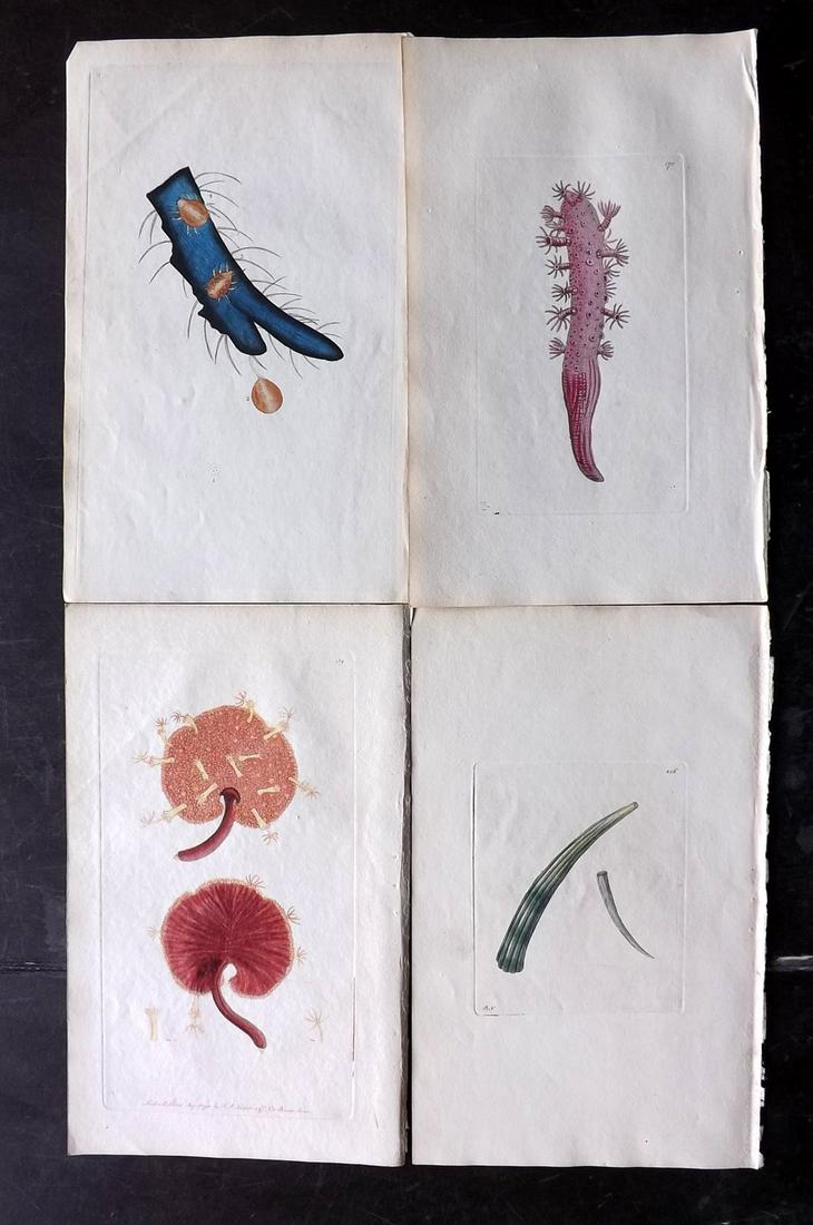 Shaw & Nodder C1800 Lot of 4 HC Prints. Sea Life: Plates 11, 139, 170, 236. Hand Colored Copper Plates Published 1789-1813, London for "The Naturalist's Miscellany: or Coloured Figures of Natural Objects" by George Shaw and Frederick Nodder. Most Wit