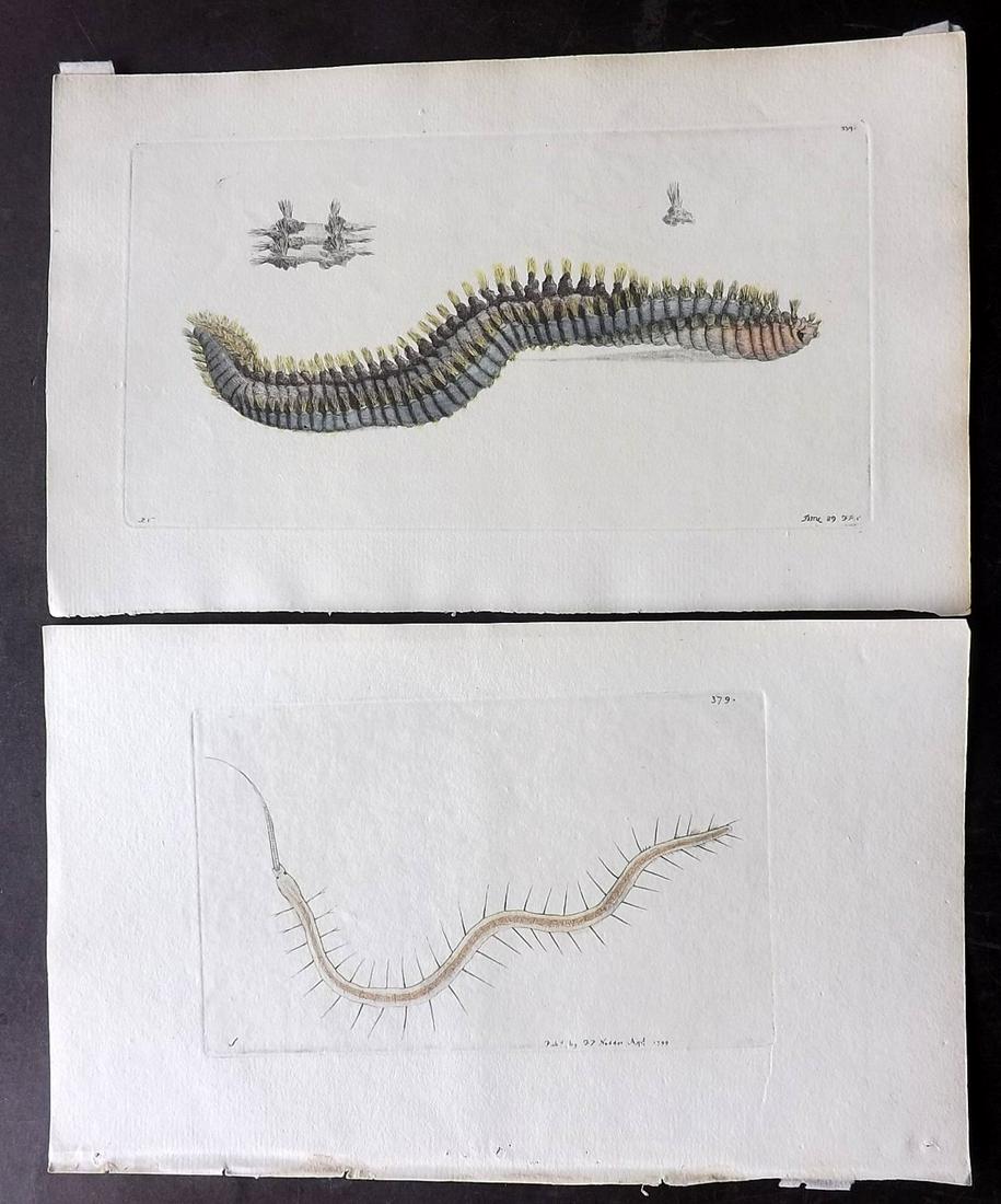Shaw & Nodder C1800 Lot of 4 HC Prints. Sea Worms: Plates 295, 339, 379, 792. Hand Colored Copper Plates Published 1789-1813, London for "The Naturalist's Miscellany: or Coloured Figures of Natural Objects" by George Shaw and Frederick Nodder. Some Wi