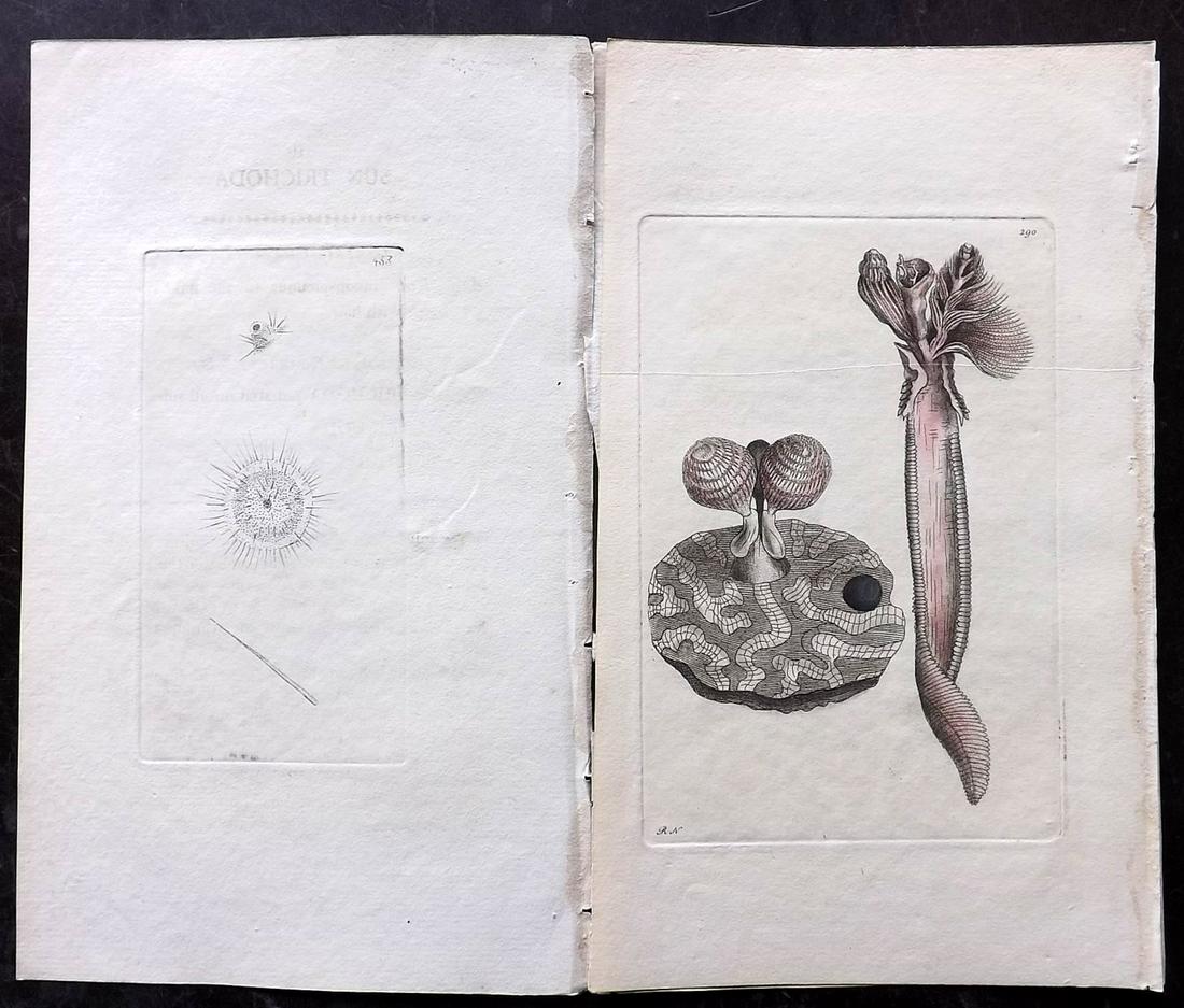 Shaw & Nodder C1800 Lot of 4 HC Prints. Seal Life: Plates 290, 362, 452, 453. Hand Colored Copper Plates Published 1789-1813, London for "The Naturalist's Miscellany: or Coloured Figures of Natural Objects" by George Shaw and Frederick Nodder. Most Wi