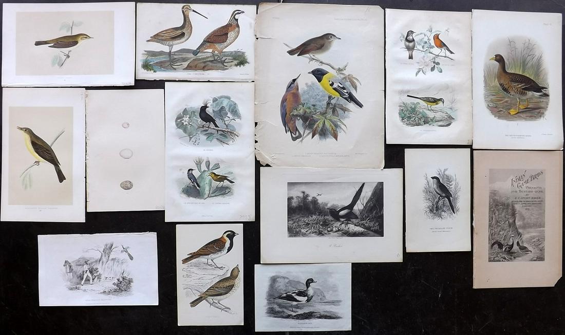 Birds 19th Cent. Mixed of 14 Antique Prints (1 of 2)
