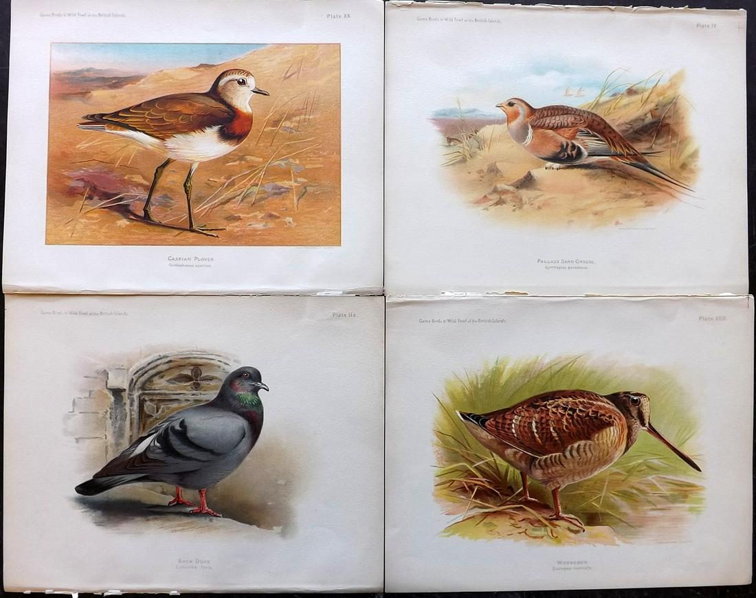 Dixon & Whymper 1900 Lot of 4 Bird Prints: Chromolithographs Published 1900, Sheffield for "The Game Birds and Wild Fowl of The British Islands" by Charles Dixon. Illustrated by Charles Whymper. Paper Size: 10.5 x 8 inch (27 x 21cm) Good Condi