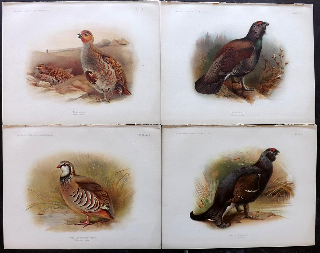 Dixon & Whymper 1900 Lot of 4 Bird Prints: Chromolithographs Published 1900, Sheffield for "The Game Birds and Wild Fowl of The British Islands" by Charles Dixon. Illustrated by Charles Whymper. Paper Size: 10.5 x 8 inch (27 x 21cm) Good Condi