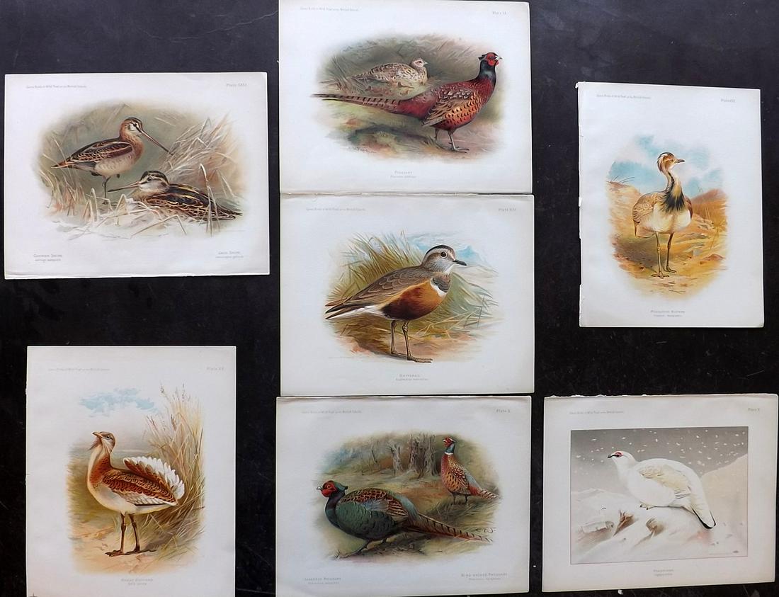 Dixon & Whymper 1900 Lot of 7 Bird Prints: Chromolithographs Published 1900, Sheffield for "The Game Birds and Wild Fowl of The British Islands" by Charles Dixon. Illustrated by Charles Whymper. Paper Size: 10.5 x 8 inch (27 x 21cm) Good Condi