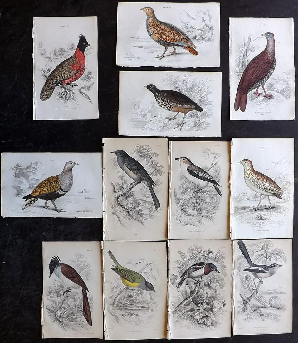 Jardine, William C1840 Lot of 12 Hand Col Bird Prints (1 of 2)