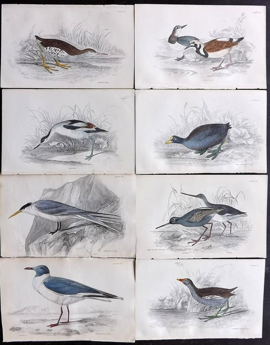 Jardine, William C1840 Lot of 8 Hand Col Bird Prints (1 of 2)