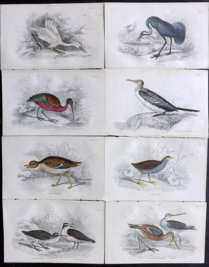 Jardine, William C1840 Lot of 8 Hand Col Bird Prints (1 of 2)