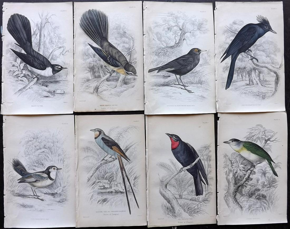 Jardine, William C1840 Lot of 8 Hand Col Bird Prints (1 of 2)