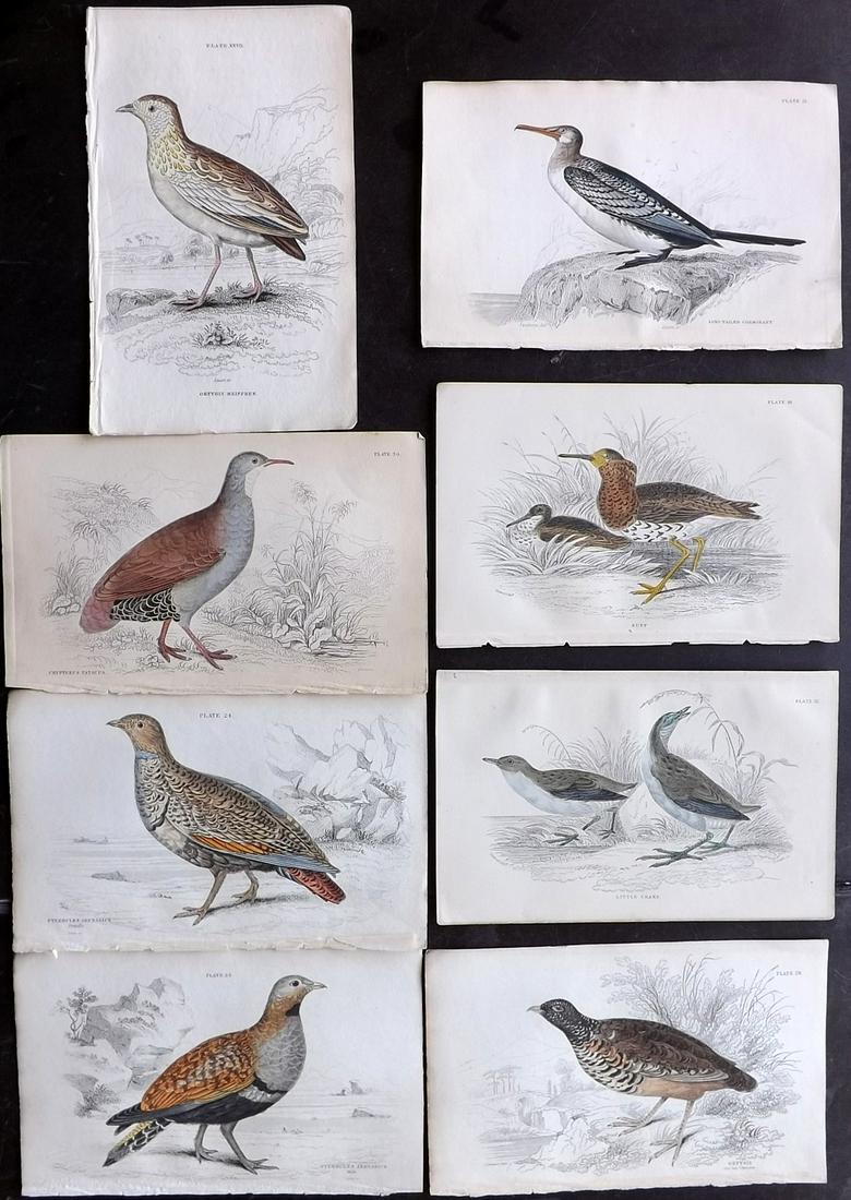 Jardine, William C1840 Lot of 8 Hand Col Bird Prints (1 of 2)