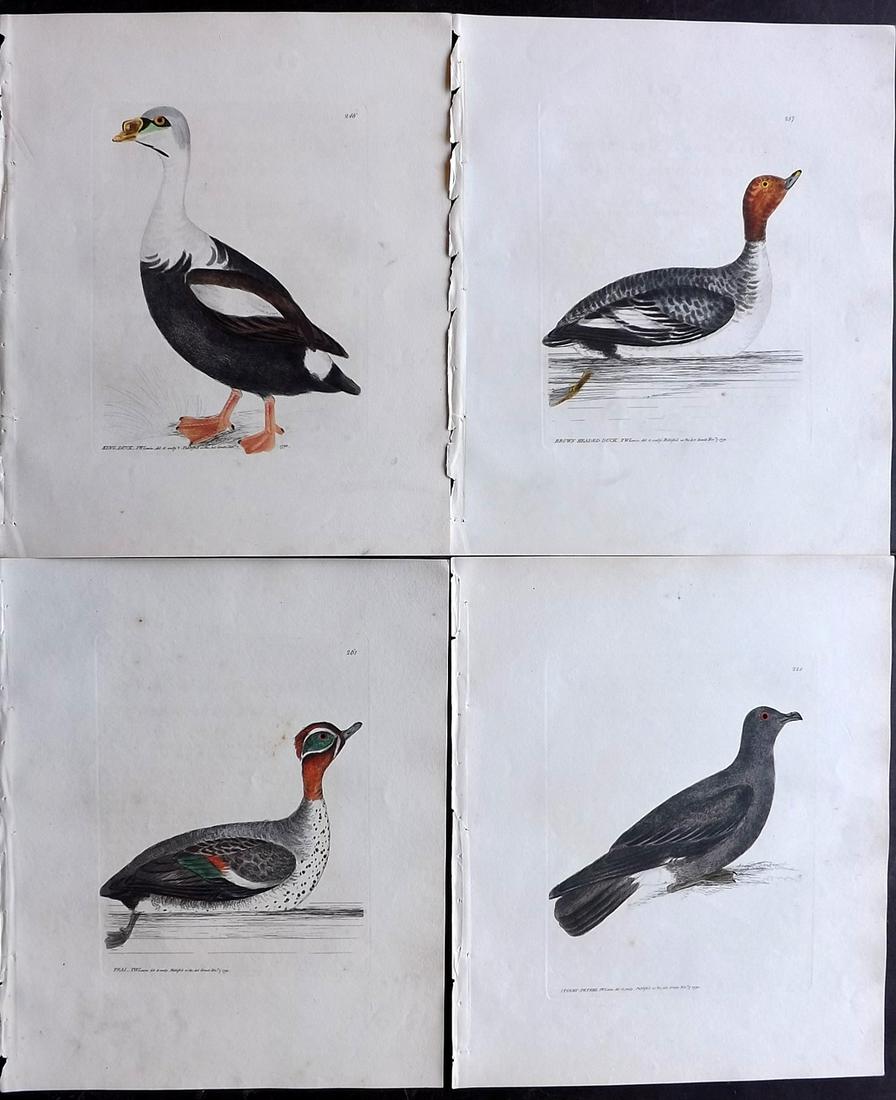 Lewin, William 1801 Lot of 4 Hand Col Bird Prints (1 of 2)