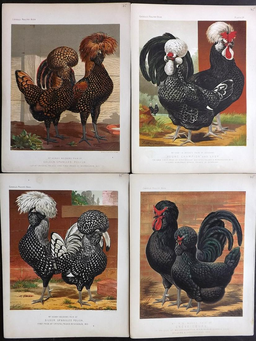 Ludlow & Wright C1880 Lot of 4 Poultry Prints. Cassell (1 of 2)