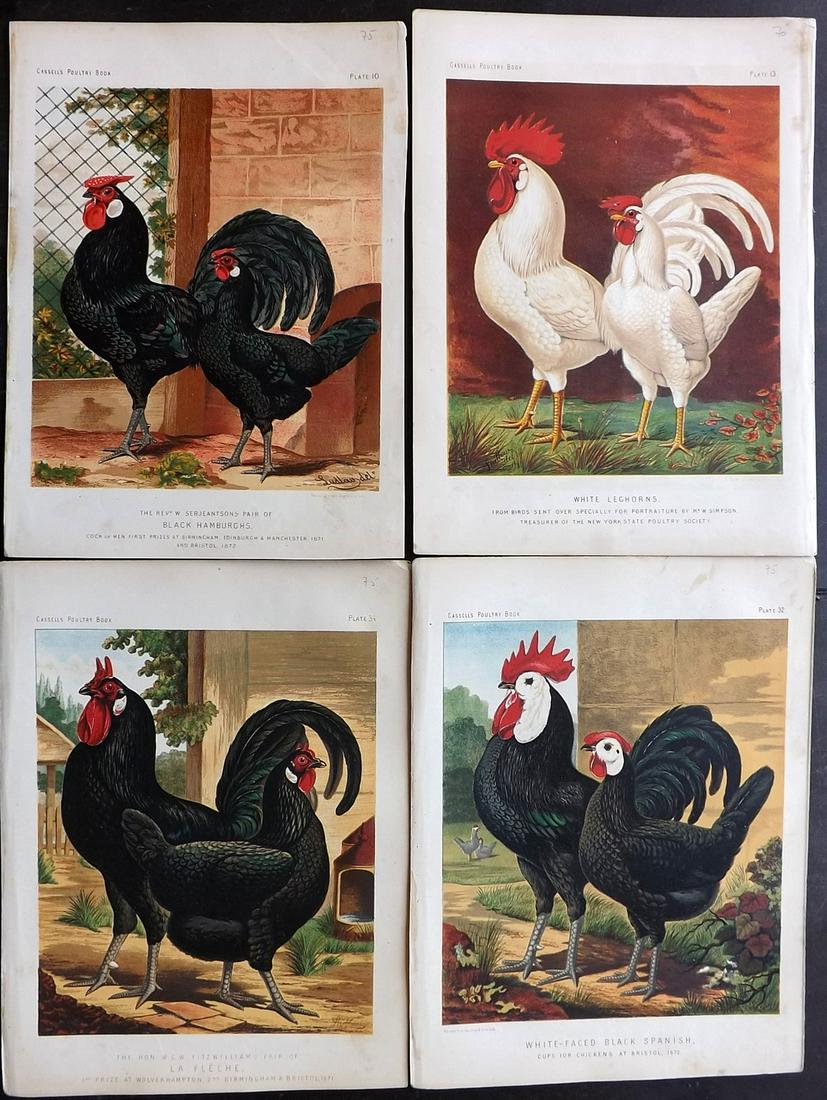 Ludlow & Wright C1880 Lot of 4 Poultry Prints. Cassell (1 of 2)