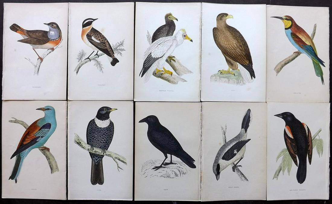 Morris, Francis 1867 Lot of 10 Hand Col Bird Prints: Woodblocks Published 1863-67, London for "A History of British Birds" by the Rev. F. O. Morris. Printed in colours and finished by Benjamin Fawcett. Paper Size: 7.5 x 5 inch (19 x 14cm) Good Condition