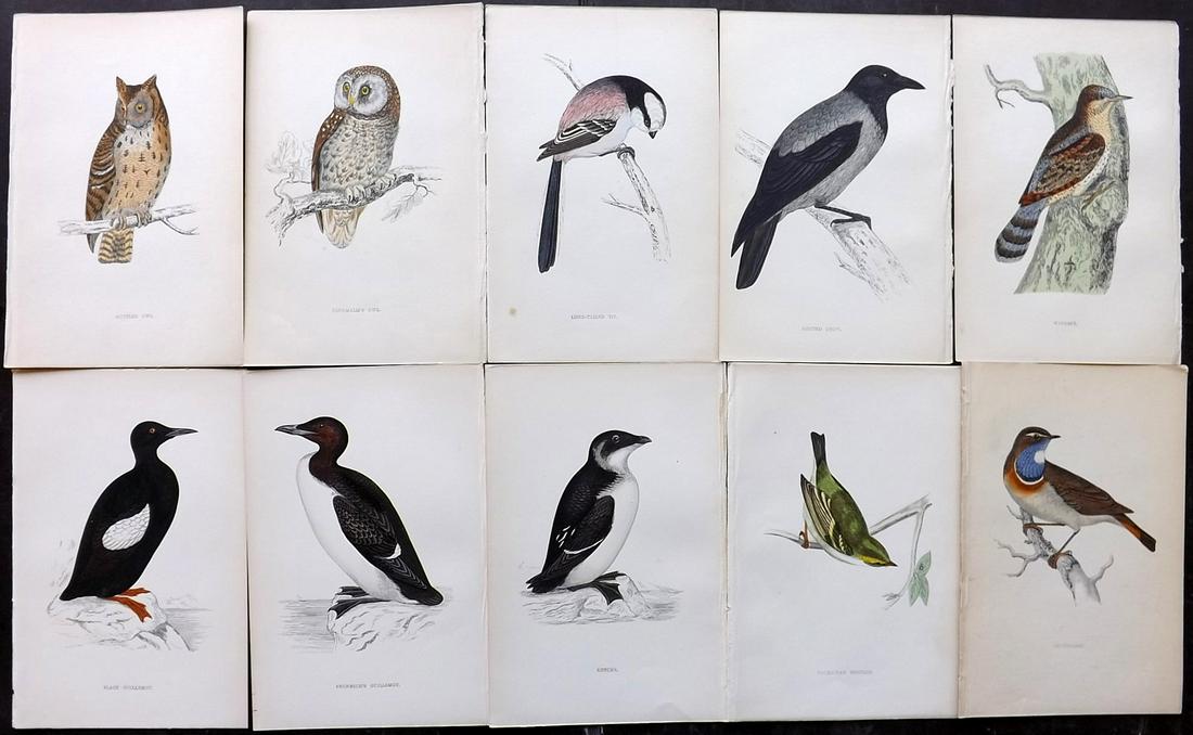 Morris, Francis 1867 Lot of 10 Hand Col Bird Prints: Woodblocks Published 1863-67, London for "A History of British Birds" by the Rev. F. O. Morris. Printed in colours and finished by Benjamin Fawcett. Paper Size: 7.5 x 5 inch (19 x 14cm) Good Condition