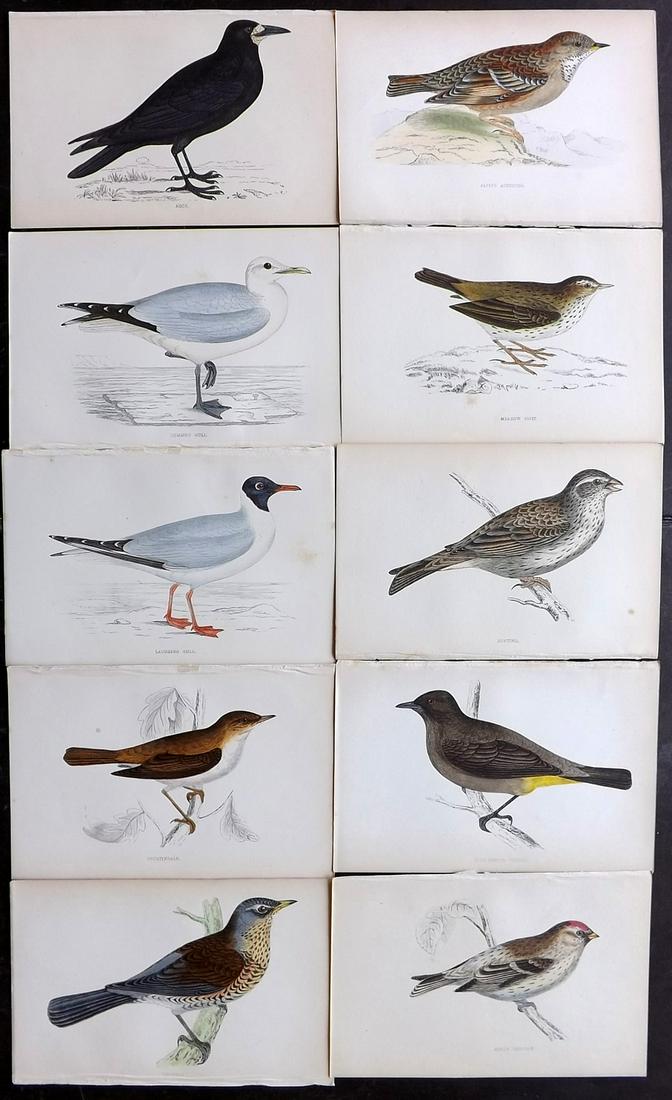 Morris, Francis 1867 Lot of 10 Hand Col Bird Prints: Woodblocks Published 1863-67, London for "A History of British Birds" by the Rev. F. O. Morris. Printed in colours and finished by Benjamin Fawcett. Paper Size: 7.5 x 5 inch (19 x 14cm) Good Condition
