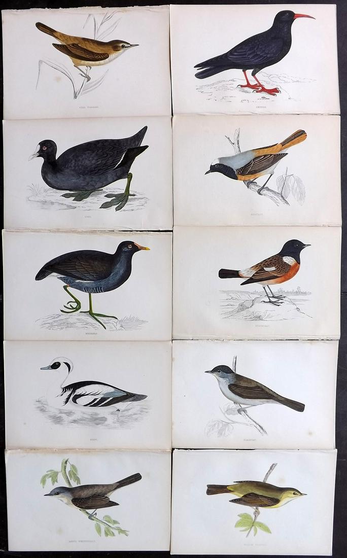 Morris, Francis 1867 Lot of 10 Hand Col Bird Prints: Woodblocks Published 1863-67, London for "A History of British Birds" by the Rev. F. O. Morris. Printed in colours and finished by Benjamin Fawcett. Paper Size: 7.5 x 5 inch (19 x 14cm) Good Condition