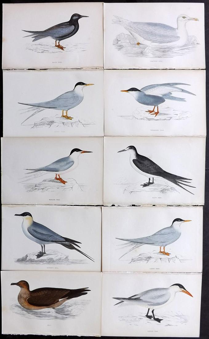 Morris, Francis 1867 Lot of 10 Hand Col Bird Prints: Woodblocks Published 1863-67, London for "A History of British Birds" by the Rev. F. O. Morris. Printed in colours and finished by Benjamin Fawcett. Paper Size: 7.5 x 5 inch (19 x 14cm) Good Condition