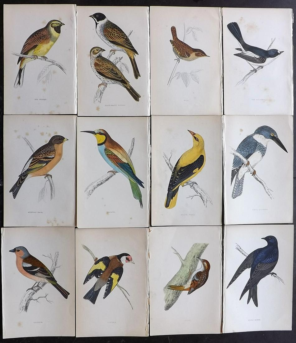 Morris, Francis 1867 Lot of 12 Hand Col Bird Prints: Woodblocks Published 1863-67, London for "A History of British Birds" by the Rev. F. O. Morris. Printed in colours and finished by Benjamin Fawcett. Paper Size: 7.5 x 5 inch (19 x 14cm) Some toning pr