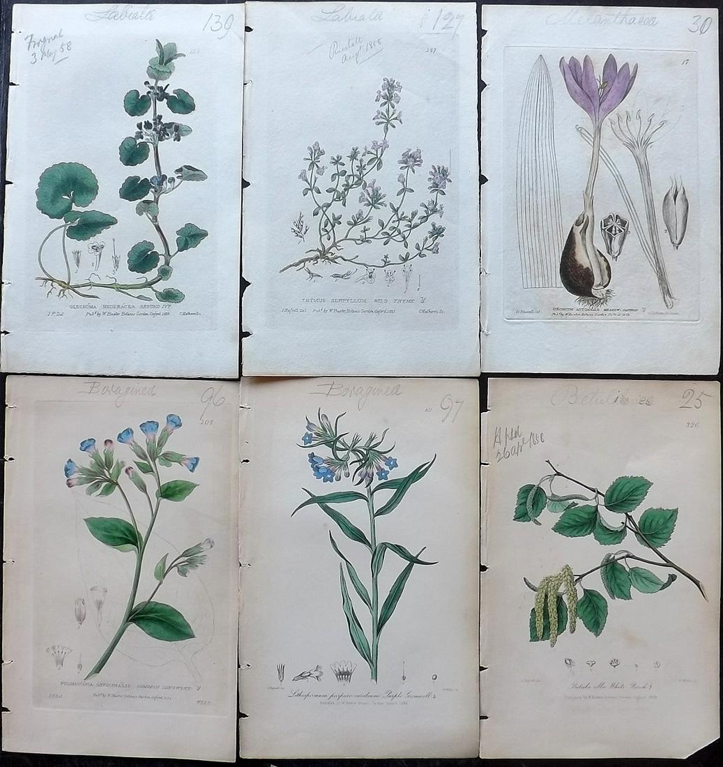 Baxter, William 1830's Lot of 6 HCol Botanical Prints: Hand Coloured Etchings Published 1834-43, Oxford for "British Phaenogamous Botany; or, Figures and Descriptions of British Flowering Plants" by William Baxter. Paper Size: 8.5 x 5.5 inch (22 x 14cm) G
