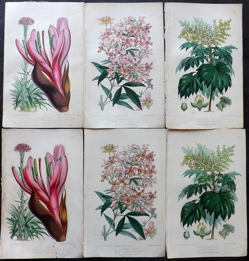 Bennett & Fitch 1860 Lot of 6 HC Austrialia Botanicals (1 of 2)