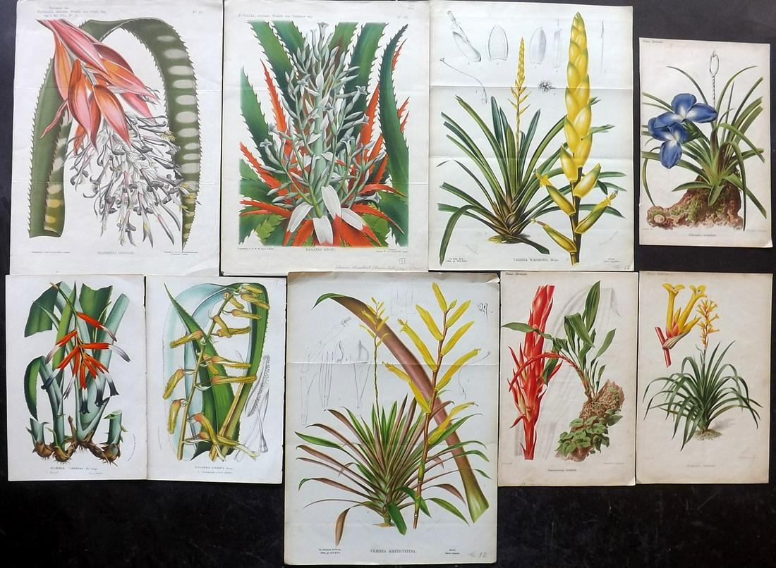 Botanical Prints 19th Cent. Mixed Lot of 9 Prints (1 of 2)