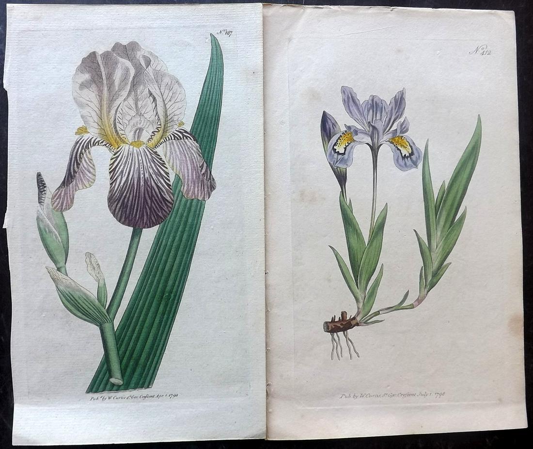 Curtis, William 1792-98 Pair of HC Botanicals. Iris (1 of 2)