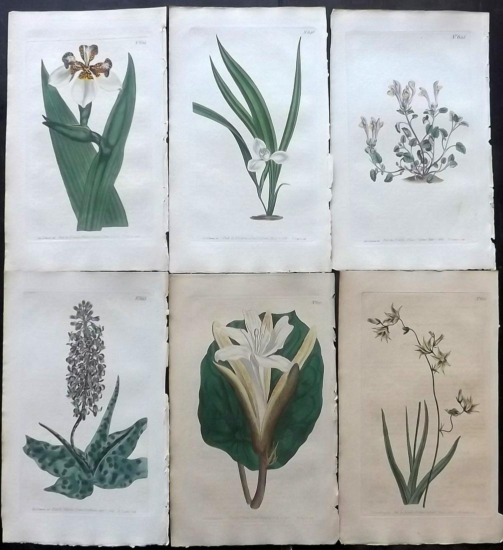 Curtis, William 1803 Lot of 6 Hand Col Botanical Prints (1 of 2)